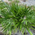 Palma konopná (Trachycarpus fortunei) - výška kmeňa 10-20 cm, celková výška 60-90 cm - 3-4 palmy v jednom kvetináči, kont. C20L (-17°C) 